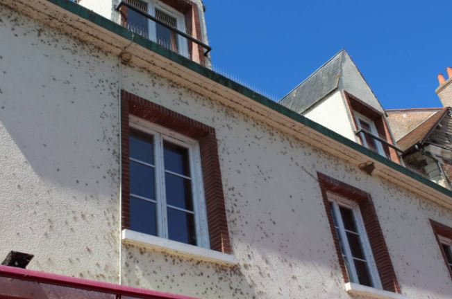 Traitement anti-araignées pour façades